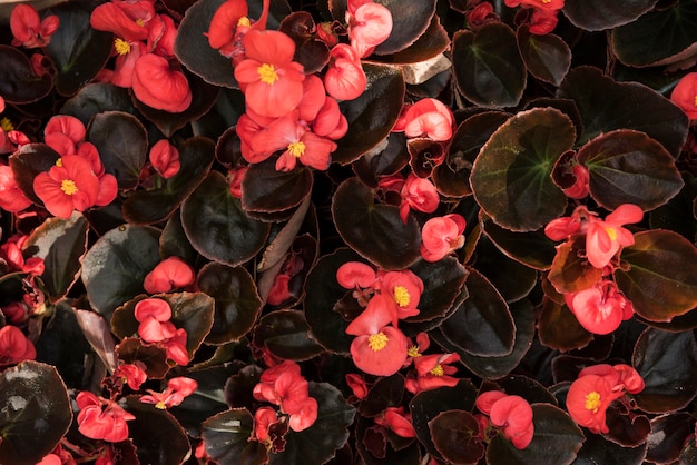 High angle view of fresh red begonia flowers