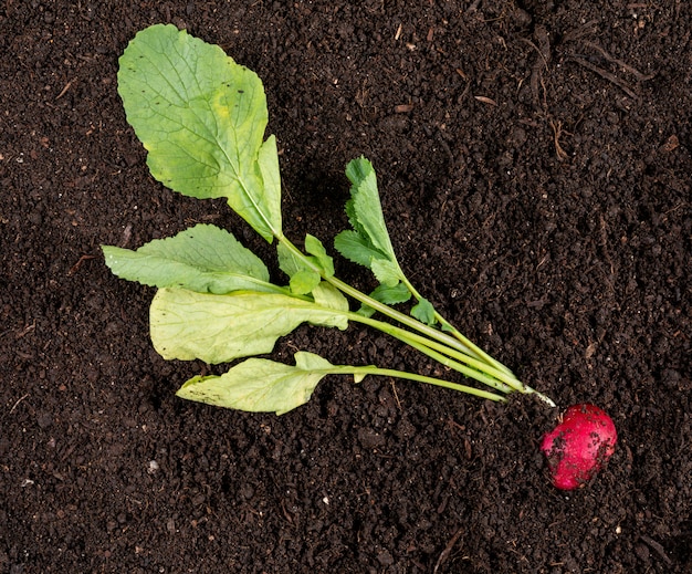 High angle view fresh red radish with green leafs