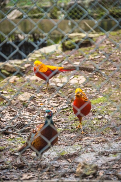 High Angle View Of Golden Pheasant In Cage