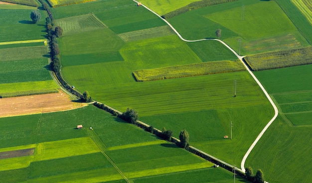 Foto gratuita veduta dall'alto della pianta verde