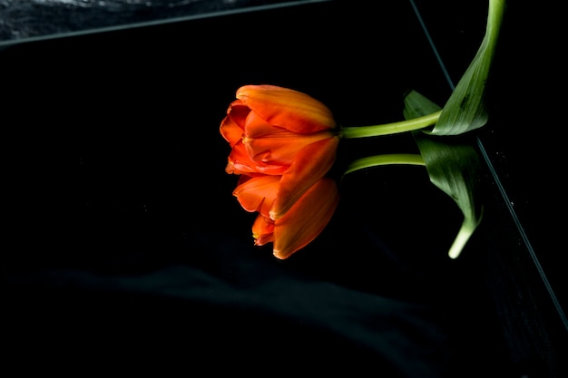 Free photo high angle view of orange tulip on glass with reflection