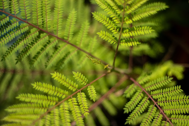 High angle view of Ostrich Fern leaves in a garden under the sunlight