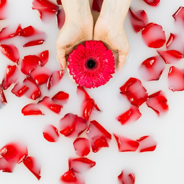 High angle view of a person's hand holding flower over petals floating on water