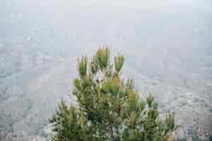 Free photo high angle view of pinecone tree in front of mountain landscape