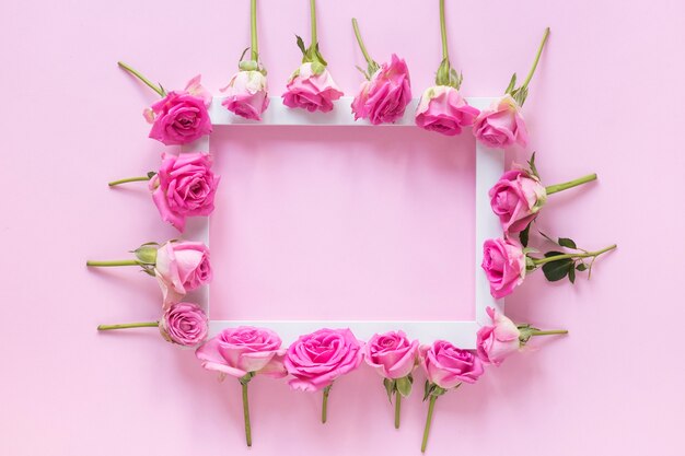 High angle view of pink flowers surrounding frame on pink backdrop