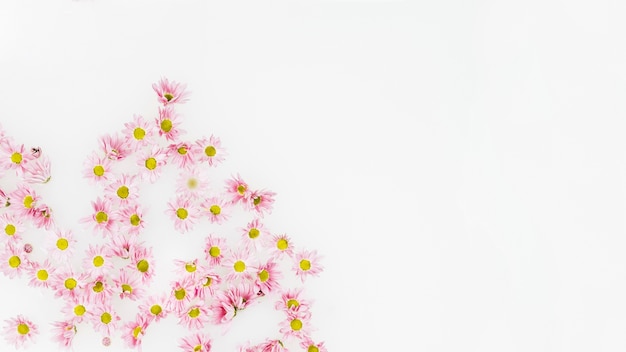 High angle view of pink flowers on white backdrop