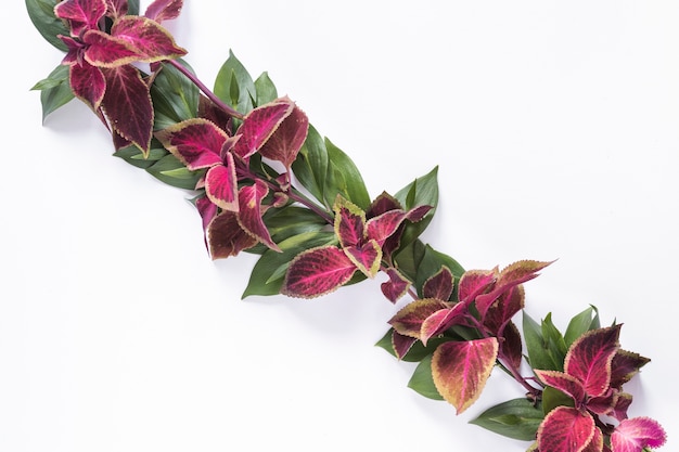 High angle view of pink and green leaves on white backdrop