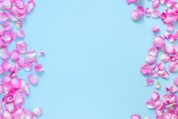 High angle view of pink rose petals on blue backdrop