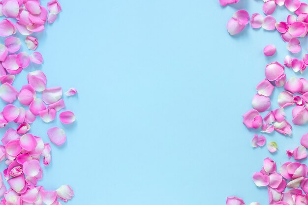 파란색 배경에 핑크 장미 꽃잎의 높은 각도보기