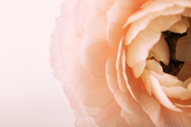 High angle view of pink rose