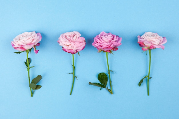 High angle view of pink roses arranged on colored background