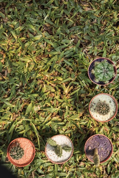 High angle view of potted plants with various succulent plants on green grass background