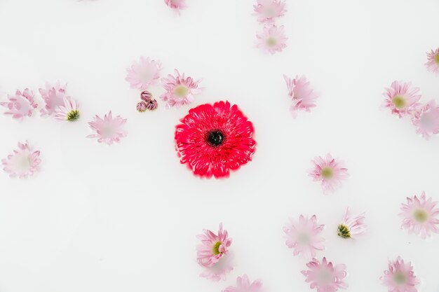 High angle view of red and pink flowers floating on water