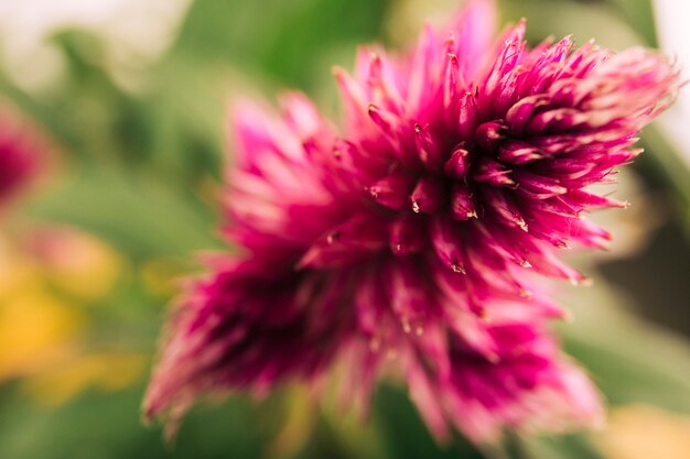 赤い野生の花の高いアングルビュー