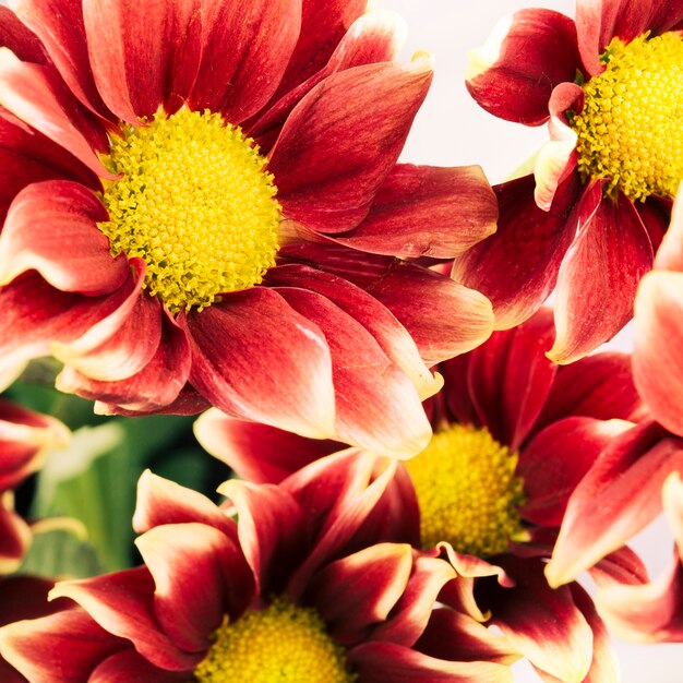High angle view of red and yellow chrysanthemum flowers