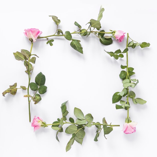 High angle view of rose flowers forming square frame on white background