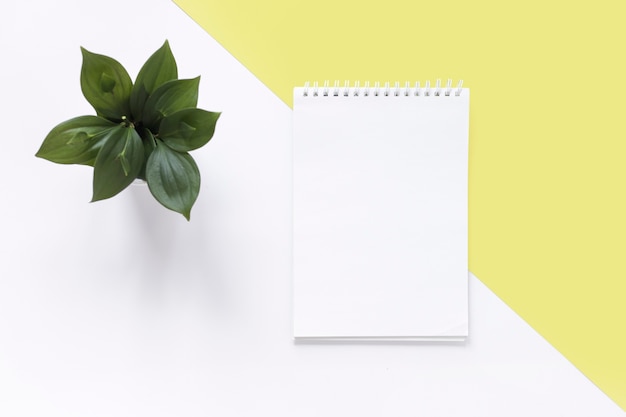 High angle view of spiral notepad and plant on dual white and yellow backdrop