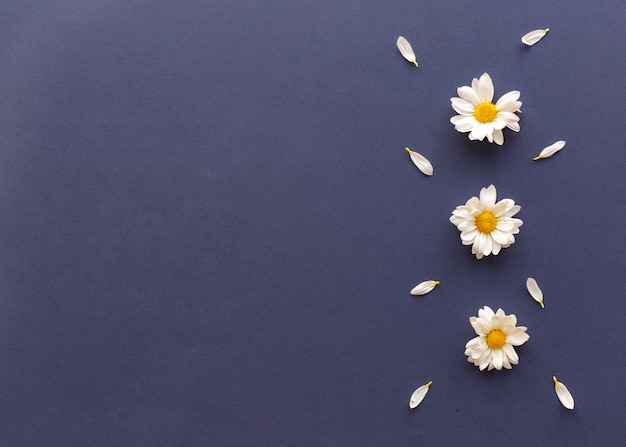 Foto gratuita vista dell'angolo alto dei fiori e dei petali della margherita bianca decorati su fondo blu