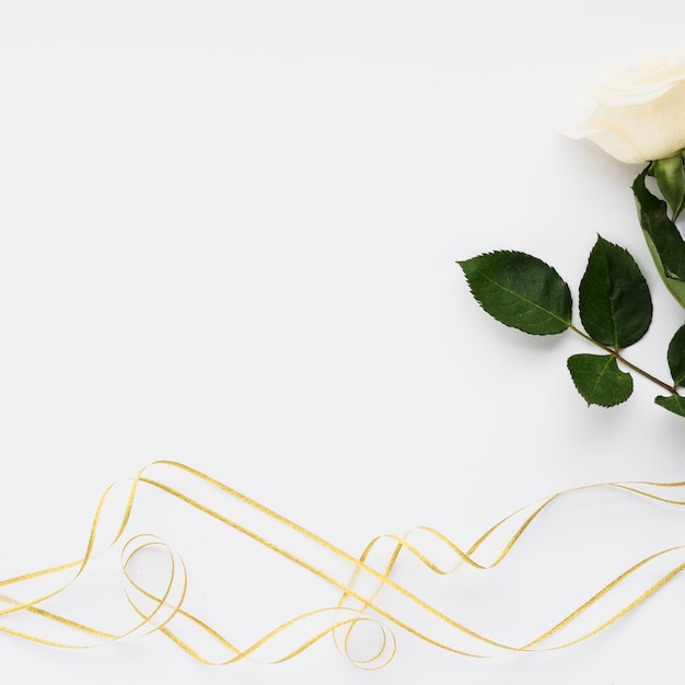 High angle view of white rose and ribbons on plain backdrop