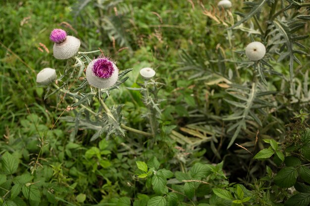 High angle wild flower