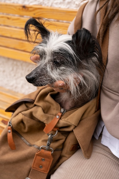 Free photo high angle woman carrying puppy in bag