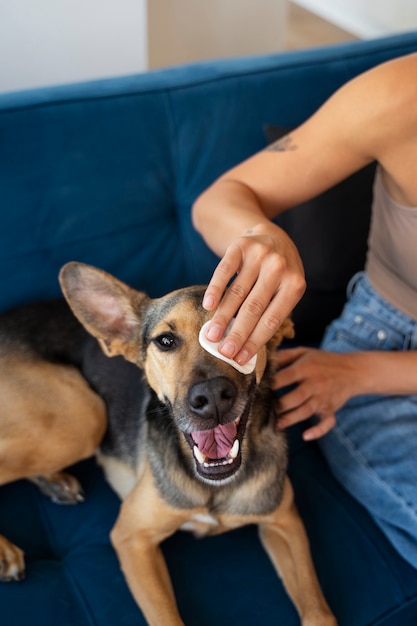 Free photo high angle woman cleaning dog