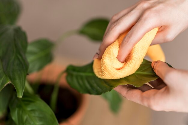 布で葉を掃除する女性のハイアングル