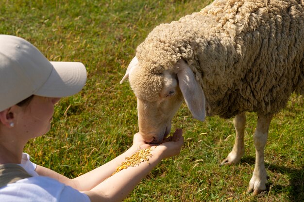 羊に餌をやる高角度の女性