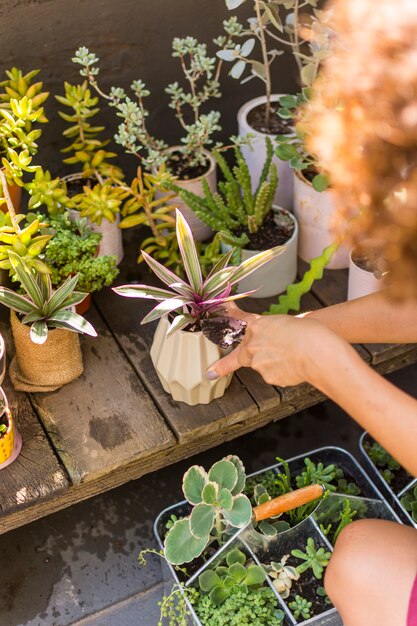 彼女の植物の世話をするハイアングルの女性