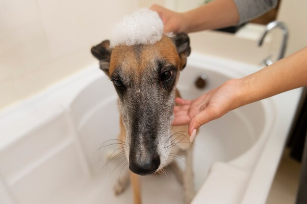 犬を洗うハイアングルの女性