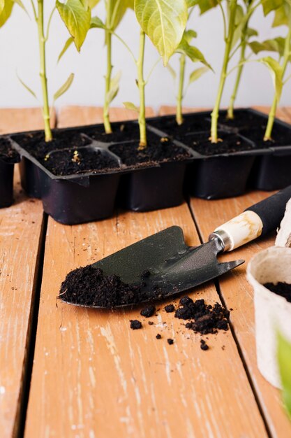 テーブルの上の高角度の若い植物