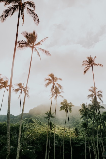 Free photo high babassu palm trees under the crazy sky surrounded by green mountains