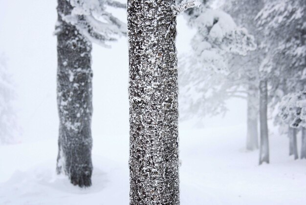 高山の雪景色木々と雪の詳細