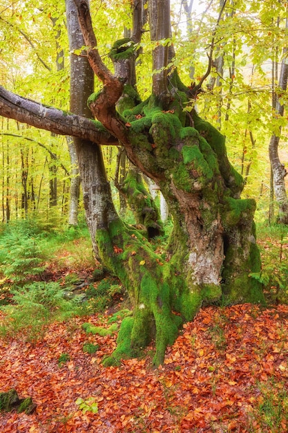 High in the mountains of the Carpathians and the Hutsul located tract with ancient forest where the ancient giants meet in the wild forest autumn
