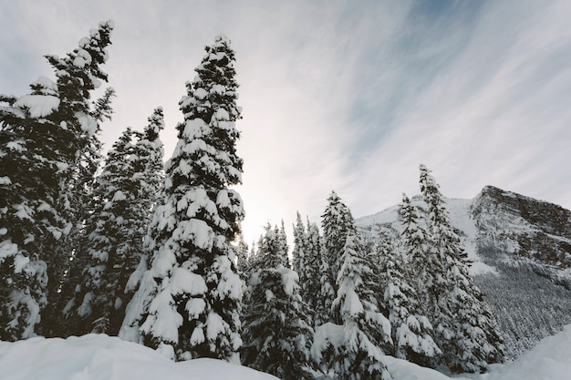 Free photo high pine trees in snowy mountains