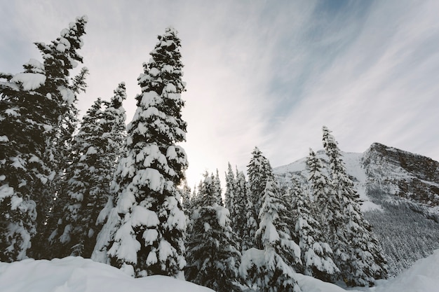 High pine trees in snowy mountains