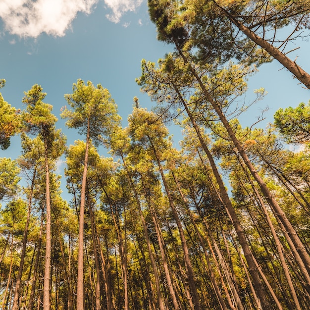 High rise trees touching the clear sky