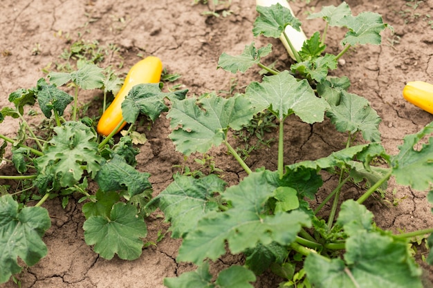 High view crops in the garden