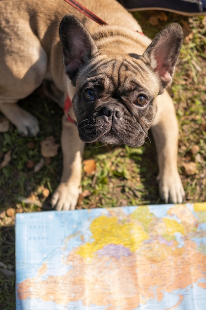 Foto gratuita alta vista simpatico cane e mappa