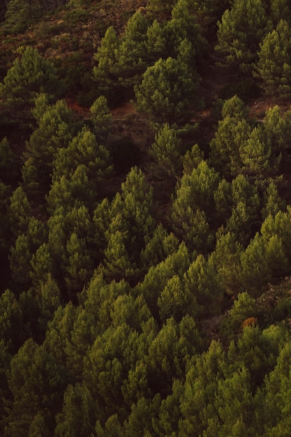 Foto gratuita colpo di alta vista di sfondo di alberi sempreverdi