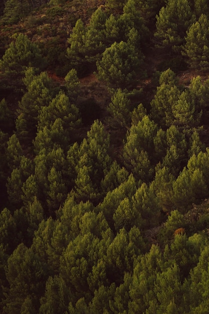 High view shot of evergreen trees background 