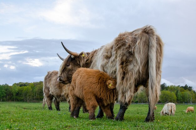 Highland cattle, calf draws milk from its mother. Green meadow, graze fresh grass.