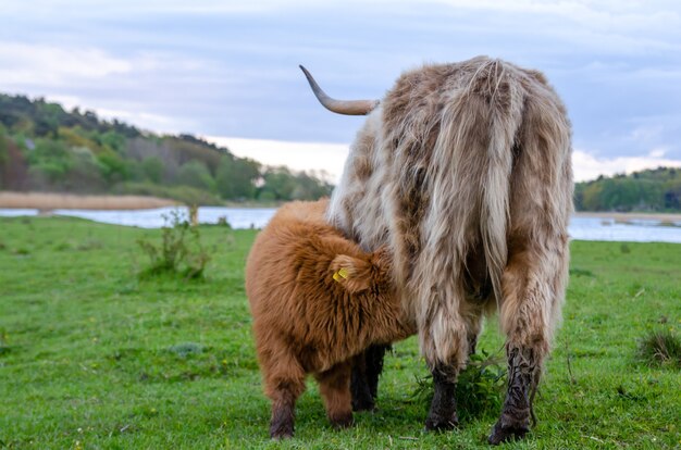 Highland cattle, calf draws milk from its mother. Green meadow, graze fresh grass.