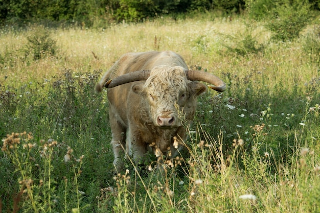 陽光の下、緑に覆われた野原のハイランド牛
