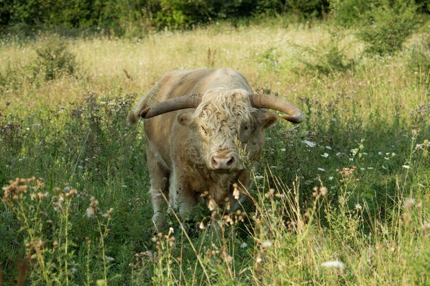 Высокогорный скот в поле, покрытом зеленью под солнечным светом