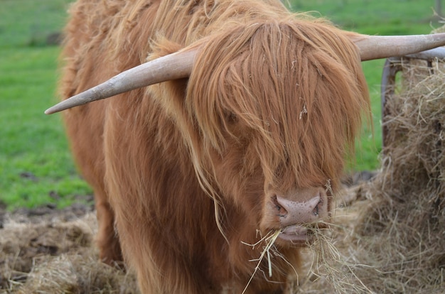 スコットランドのハイランド地方で一握りの干し草をむしゃむしゃ食べているハイランド牛。
