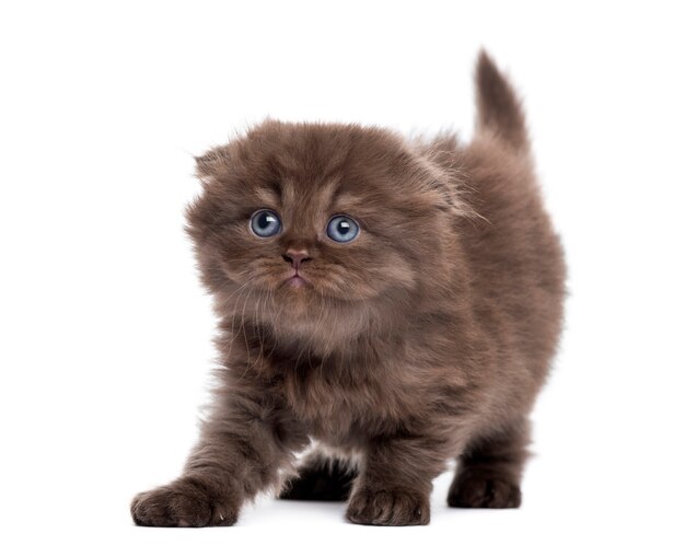 Premium Photo | Highland fold kitten stretching looking upwards
