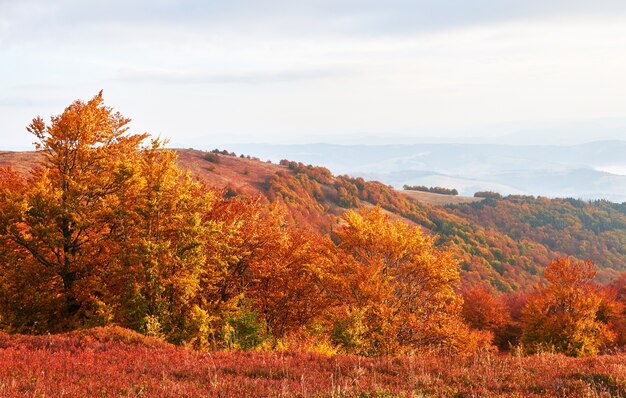 Скромная растительность высокогорья летом и необычайно красивыми красками цветет осенью, до наступления холодов. Черника ярко-красная, хвойно-зеленая, бук- оранжевые, синие- сказочное очарование.