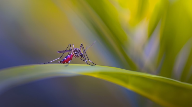 Free Photo highly detailed mosquito
