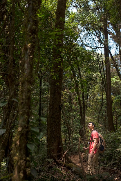 Free photo hiker looking at tall tree